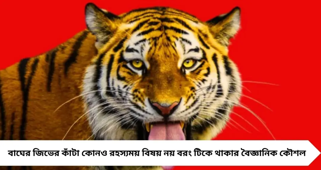 বাঘের জিভে কাঁটা কেন? এক চাটাতেই হাড় থেকে মাংস আলাদা—চমকে দেবে বৈজ্ঞানিক কারণ
