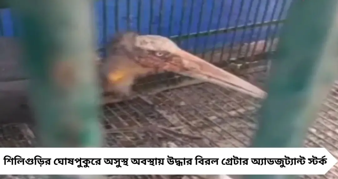 Bird Rescue in Siliguri: মৃত্যুর মুখ থেকে ফিরল বিরল গ্রেটার অ্যাডজুট্যান্ট স্টর্ক, বনকর্মীদের তৎপরতায় নতুন জীবন
