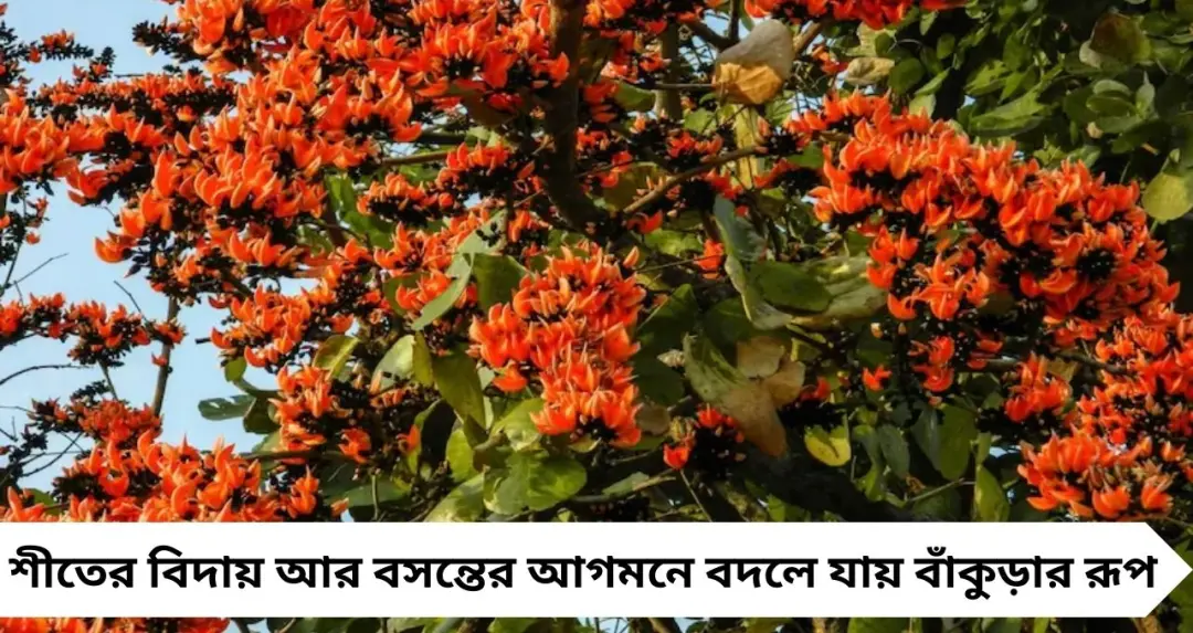 Weekend Trip: বসন্তে পলাশ বিলাস! শুশুনিয়া থেকে বরদি—বাঁকুড়ায় আগুনরঙা সৌন্দর্যের সেরা ৫ ঠিকানা
