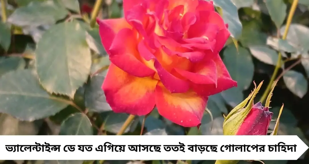 ভ্যালেন্টাইন্স ডে-র আগে ভাইরাসের ধাক্কা! চাহিদা তুঙ্গে, তবু দুশ্চিন্তায় হাওড়ার গোলাপ চাষিরা
