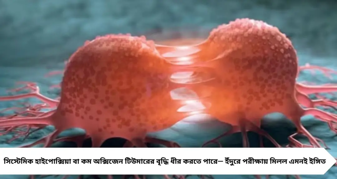 কম অক্সিজেনেই থামতে পারে টিউমারের বাড়বাড়ন্ত? ক্যানসার গবেষণায় নতুন দিশা দেখালেন ভারতীয় বিজ্ঞানীরা
