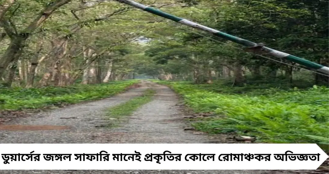 Dooars Jungle Safari: ডুয়ার্সে জঙ্গল সাফারিতে গেলে কী করবেন, কী এড়াবেন? রোমাঞ্চের সঙ্গে নিরাপত্তার জরুরি টিপস
