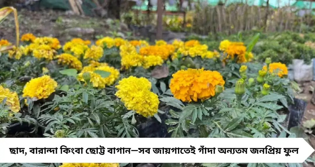 গাঁদা গাছে ফুল আসে না? জানুন ‘সিক্রেট’ টিপস, সহজ যত্নেই ভরবে বাগান বড় বড় ফুলে
