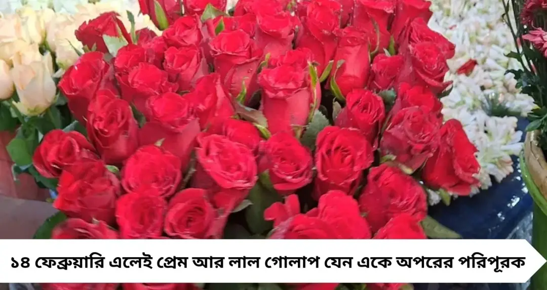 গোলাপ নয়, খাওয়ান ‘রেড রোজ’ সন্দেশ! ভ্যালেন্টাইন্স ডে-তে বর্ধমানে মিষ্টির বাজারে উপচে পড়া ভিড়
