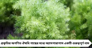 Menstrual Problems: ভিটামিন–ক্যালসিয়ামে ভরা ‘অ্যাসপারাগাস’ ঋতুস্রাবের কষ্টে কার্যকর? কী বলছে আয়ুর্বেদ
