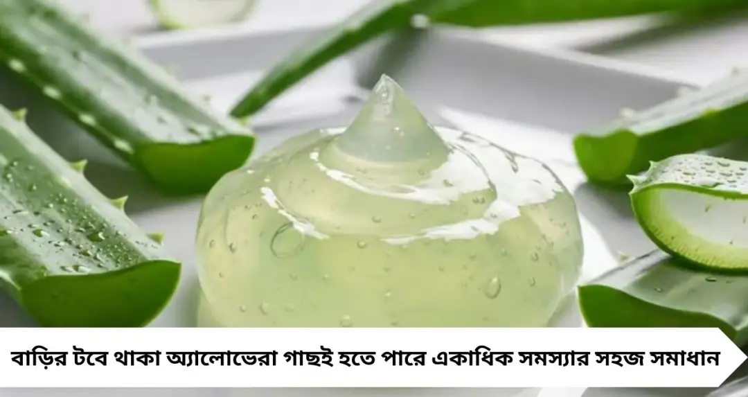 Dandruff & Pimple Home Remedies: অ্যালোভেরার কয়েক ফোঁটা রসেই মিলবে সমাধান! ব্রণ-খুশকি কমিয়ে হজমেও দেবে স্বস্তি
