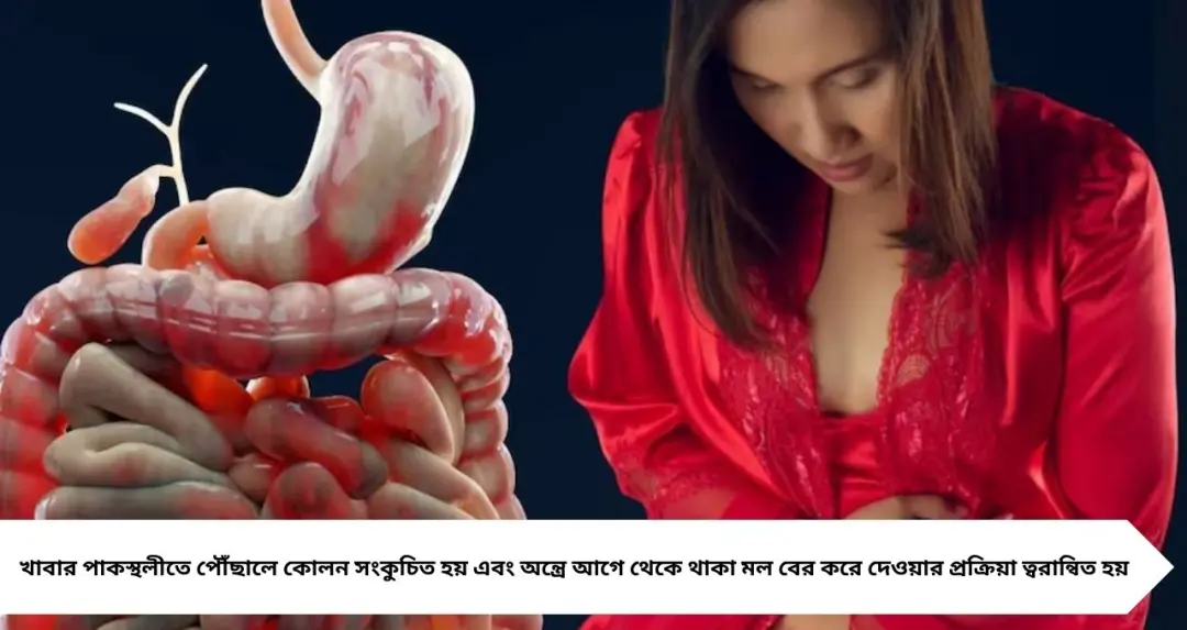 IBS না গ্যাস্ট্রোকোলিক রিফ্লেক্স? খাওয়ার পরেই টয়লেটে দৌড়—স্বাভাবিক নাকি রোগের ইঙ্গিত? জানুন সমাধান
