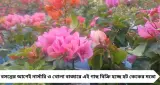 গরমের আগেই বাগান ভরাতে ‘বাগান বিলাস’ জ্বর, নার্সারিতে হট কেক বোগেনভেলিয়া!
