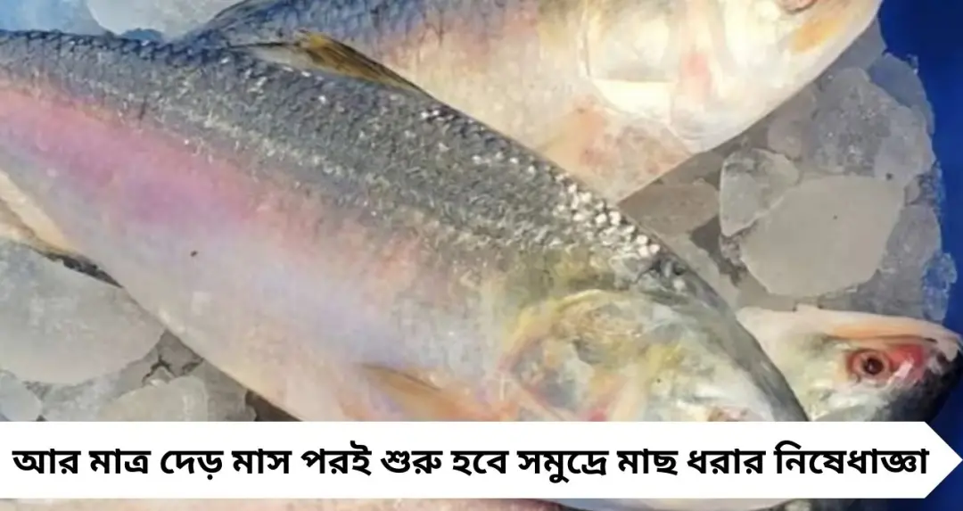 Digha Fish Crisis: ব্যান পিরিয়ডের আগেই দিঘায় মাছের আকাল, ভাগ্য ভাল হলে মিলছে ইলিশ! চরম দুশ্চিন্তায় মৎস্যজীবীরা
