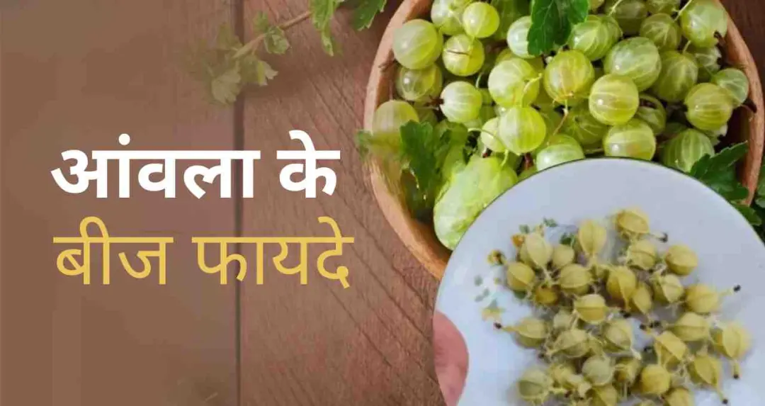 आंवले की गुठली से पतंजलि की उपलब्धि, आयुर्वेद की शक्ति को वैश्विक स्तर पर सराहा गया