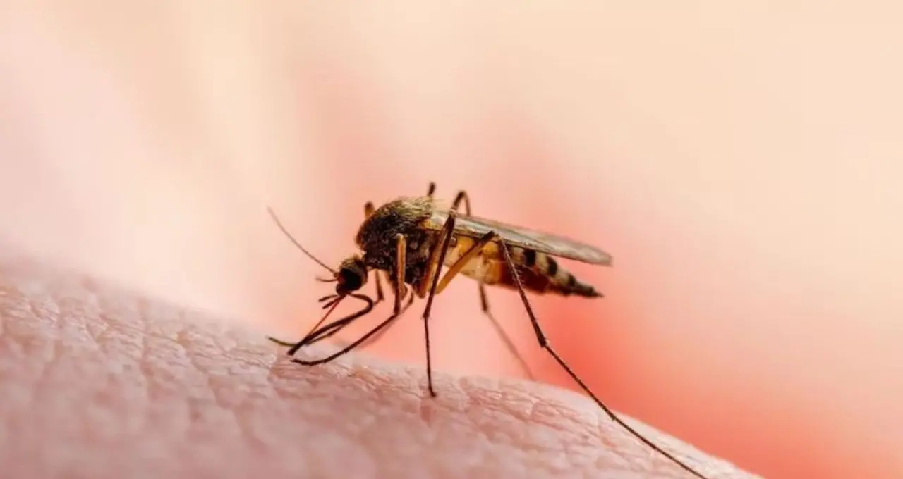 How to Get Rid of Mosquito: গরম পড়তেই মশার দাপট? নিম-কর্পূরেই কাবু, হেঁশেলের জিনিসে হাতেনাতে ফল
