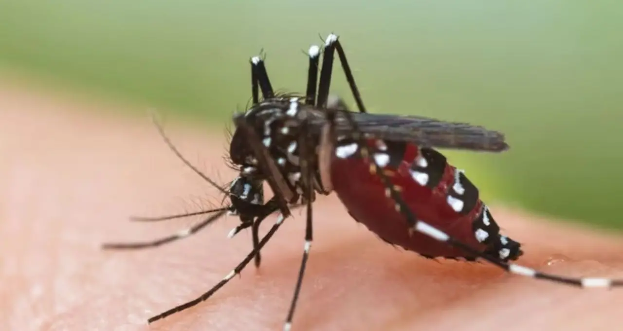 How to Get Rid of Mosquito: গরম পড়তেই মশার দাপট? নিম-কর্পূরেই কাবু, হেঁশেলের জিনিসে হাতেনাতে ফল
