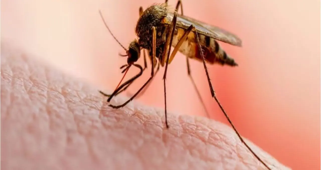 How to Get Rid of Mosquito: গরম পড়তেই মশার দাপট? নিম-কর্পূরেই কাবু, হেঁশেলের জিনিসে হাতেনাতে ফল
