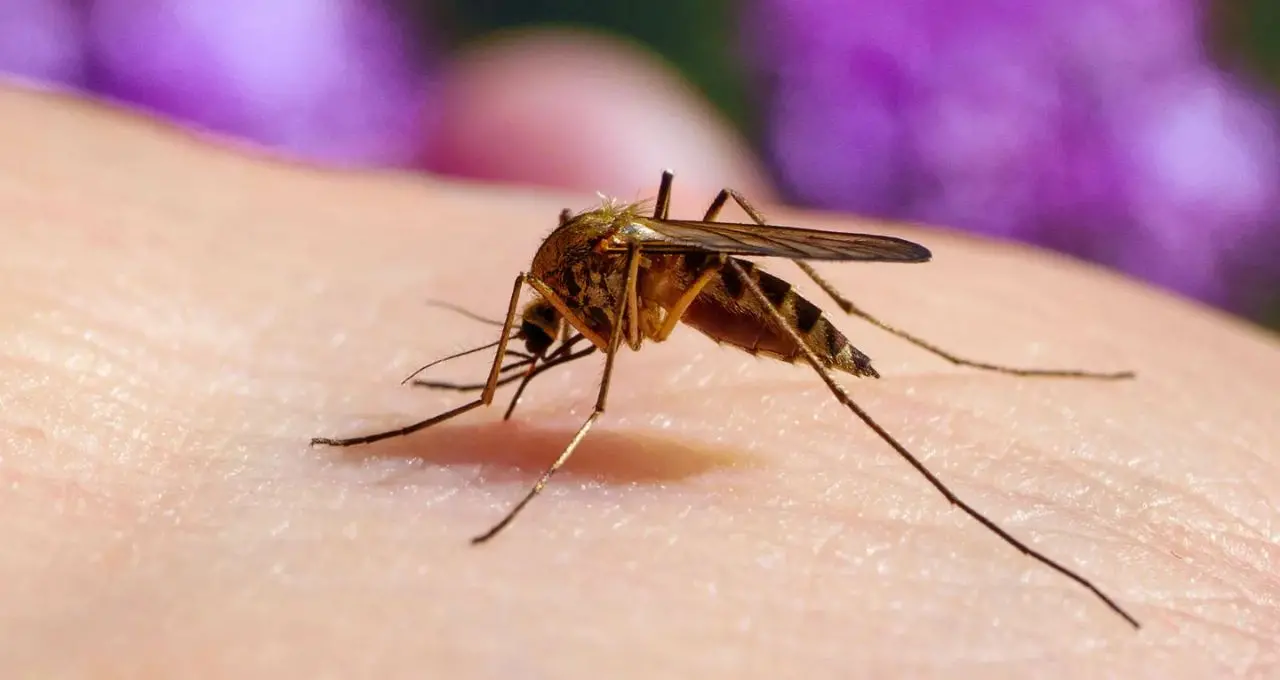 How to Get Rid of Mosquito: গরম পড়তেই মশার দাপট? নিম-কর্পূরেই কাবু, হেঁশেলের জিনিসে হাতেনাতে ফল
