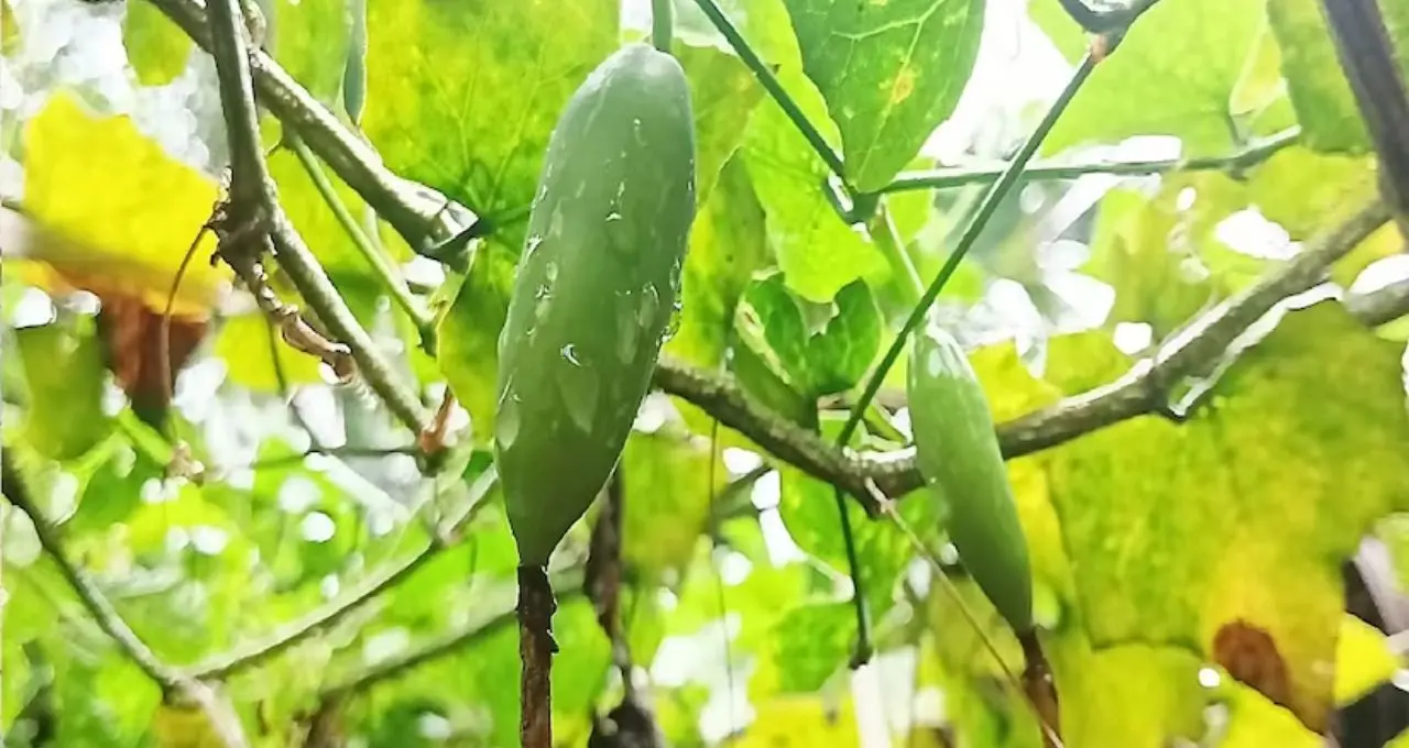 দেখতে ছোট পটল, গুণে মহৌষধ! কন্দরু খেলেই নিয়ন্ত্রণে ব্লাড সুগার, বলছেন বিশেষজ্ঞ

