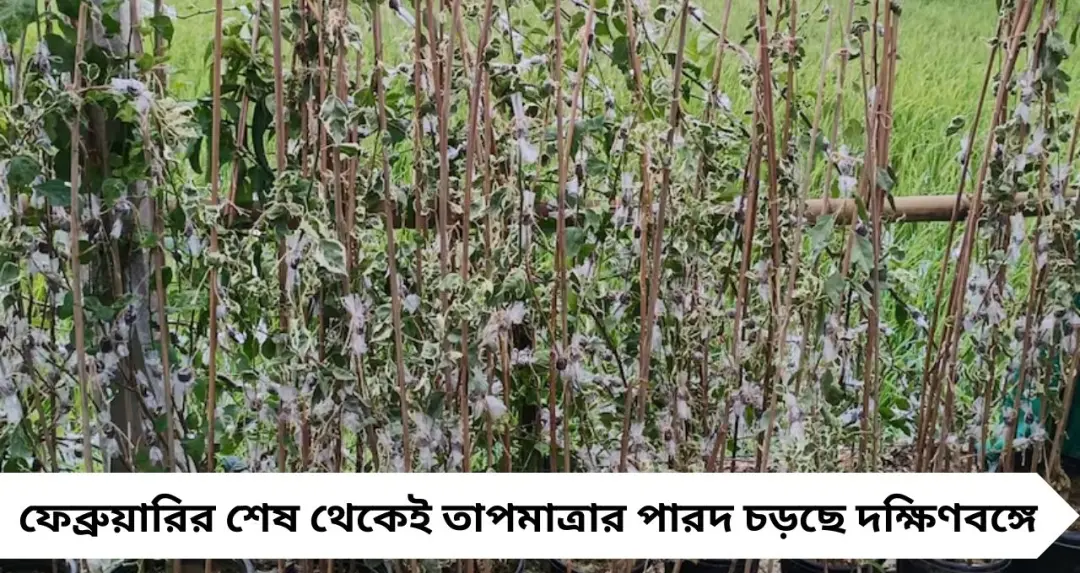 Gardening Tips: দক্ষিণবঙ্গে আসছে তীব্র দাবদাহ! সাধের বাগান বাঁচাতে এখনই নিন এই ৫ জরুরি পদক্ষেপ
