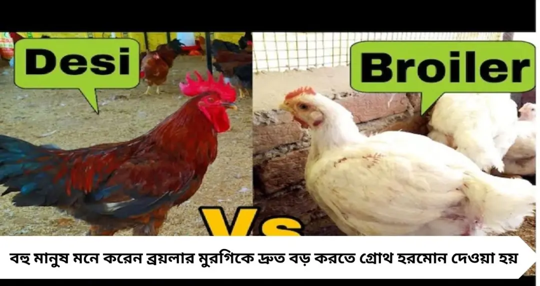 ব্রয়লার না দেশি মুরগি—কোনটা বেশি স্বাস্থ্যকর? চিকিৎসকের ব্যাখ্যায় ভাঙল বহু ভ্রান্ত ধারণা
