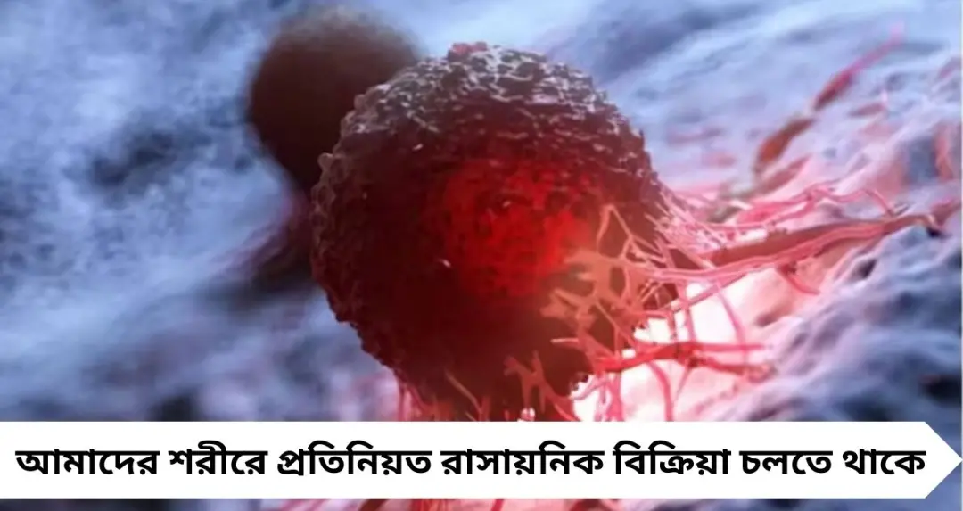 রান্নাঘরের ৫ ‘সুপারফুড’! নিয়মিত খেলেই কমতে পারে ক্যানসারের ঝুঁকি, বলছেন বিশেষজ্ঞরা
