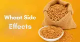 Wheat Side Effects: रोजाना रोटी खाने से स्वास्थ्य को हो सकता है असर, जानें कारण