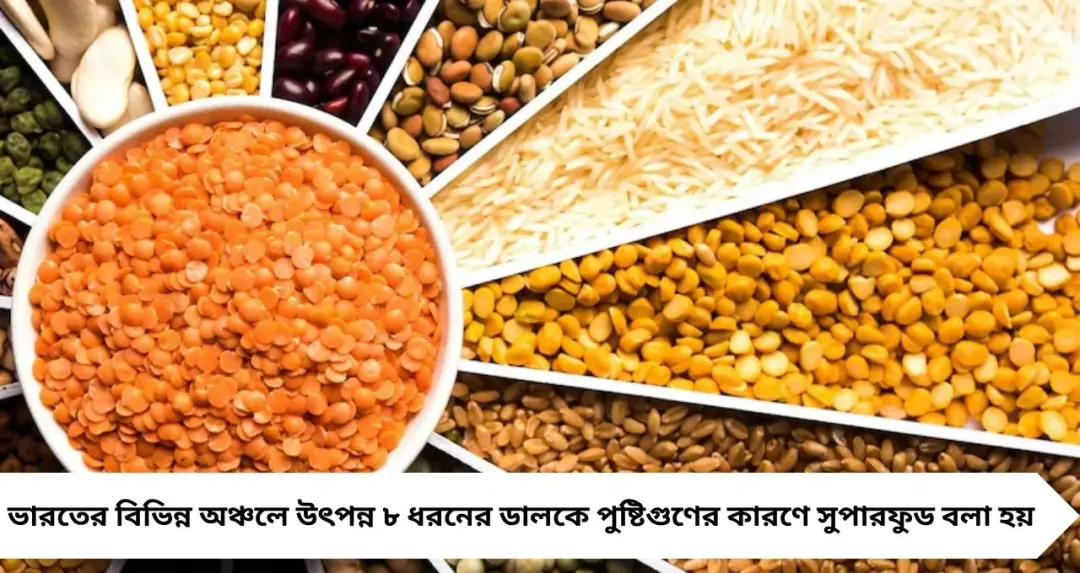 ডিম-চিকেনকেও টেক্কা দেয় প্রোটিনে! এই ৮ ডালই আসল সুপারফুড, কখন কোনটি খাবেন জানুন
