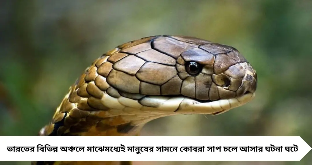 রাস্তায় হঠাৎ কোবরা সামনে? আতঙ্ক নয়—এই ৬টি নিয়ম মানলেই এড়ানো যাবে ভয়ঙ্কর বিপদ
