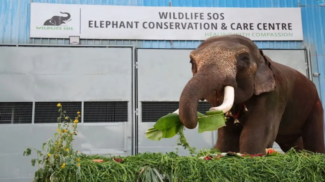 अपंग हाथी ‘वीर’ का रेस्क्यू: मऊ से बचाकर मथुरा के सेंटर में रखा जाएगा