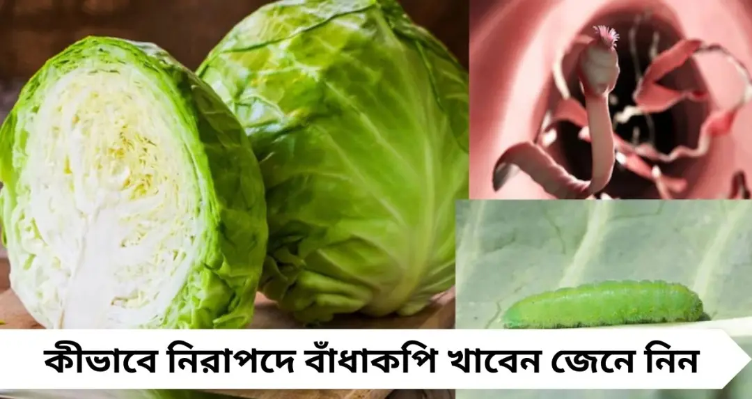বাঁধাকপি খেলেই কি মস্তিষ্কে কৃমি বাসা বাঁধে? প্রচলিত ধারণা কতটা সত্যি জানুন
