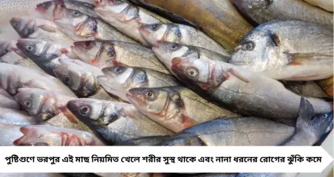 Latest articles - মৌরলা থেকে কাচকি—বাংলার ৭ ছোট মাছ পুষ্টির ‘পাওয়ারহাউজ’, কমায় ক্যানসারের ঝুঁকি ও হার্টের অসুখ
