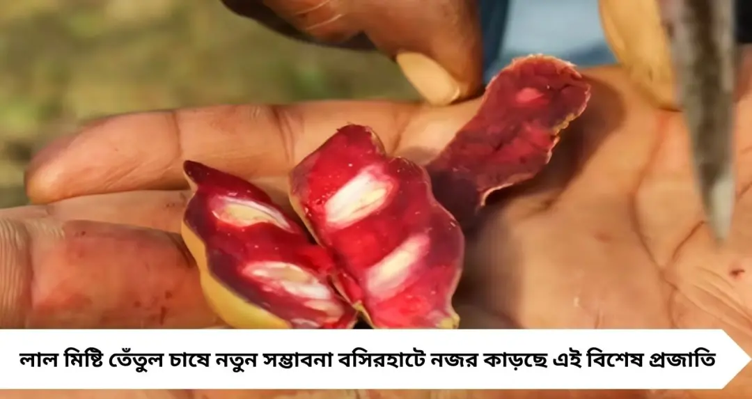 টক নয়, টক-মিষ্টি! বসিরহাটে নজর কাড়ছে লাল মিষ্টি তেঁতুল, চাষে স্বনির্ভরতার নতুন সম্ভাবনা
