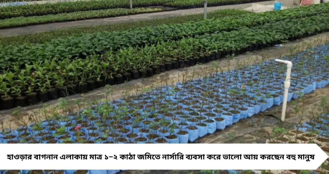 মাত্র ১–২ কাঠা জমিতেই বড় ব্যবসা! হাওড়ায় নার্সারি করে স্বনির্ভর বহু পরিবার
