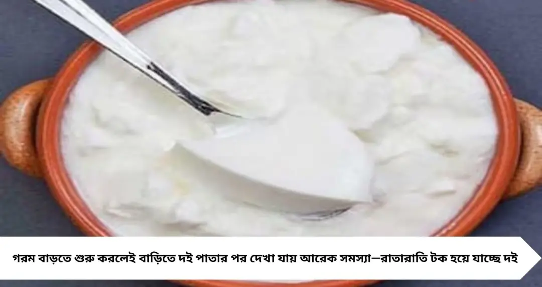 বাড়িতে পাতলেই টক হয়ে যাচ্ছে দই? এই সহজ ট্রিক জানলে জমবে ঘন, হালকা মিষ্টি দই