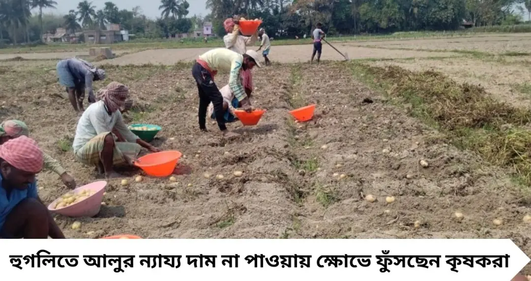 Hooghly: আলুর দাম না পেয়ে ক্ষোভে ফুঁসছে কৃষকরা, ভোটে কি পড়বে তার প্রভাব?
