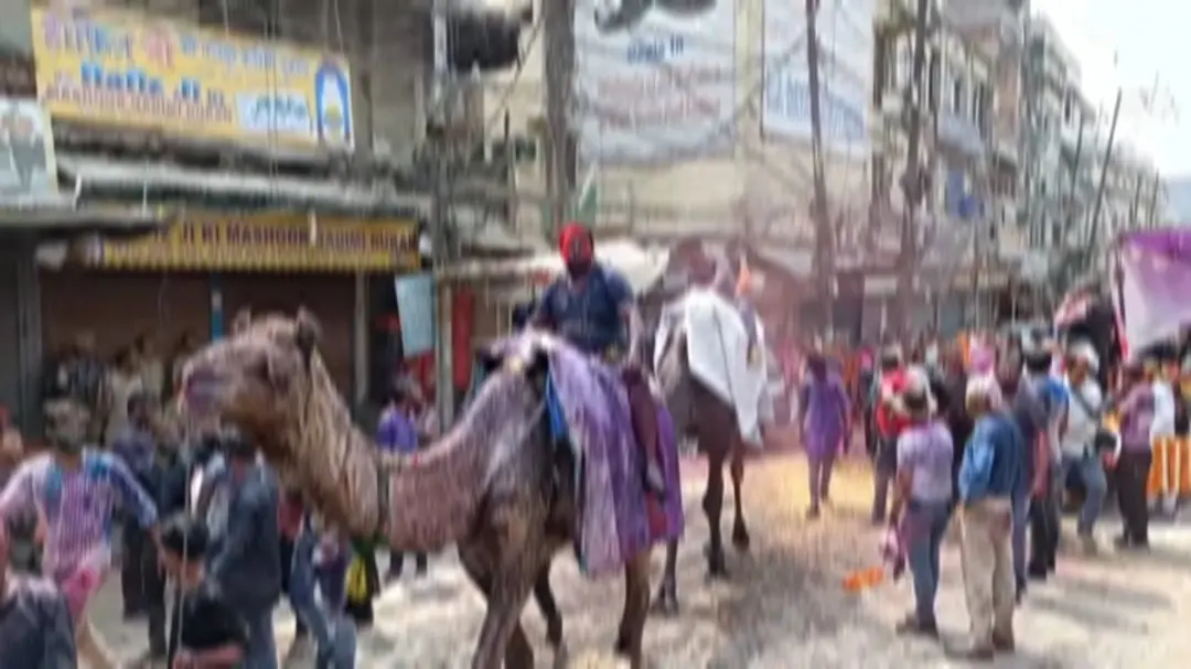 कानपुर के गंगा मेले में उड़ा रंग-गुलाल: भैंसा ठेला नहीं मिला तो ऊंट और ट्रैक्टर-ट्रॉली पर निकले हुरियारे