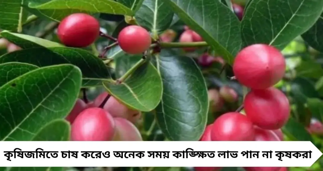 পড়ে থাকা জমিতেই সোনার ফসল! করমচা চাষে অল্প খরচে বছরে লাখ টাকার আয়ের সুযোগ
