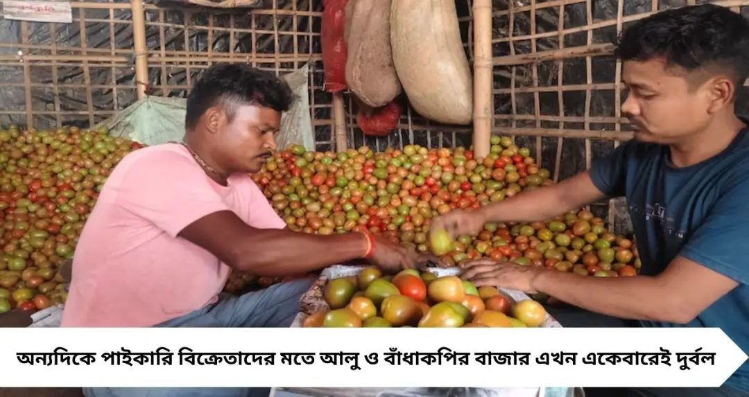 আলু-বাঁধাকপিতে ধস, চাষিদের মুখে হাসি ফোটাল ‘লাল সোনা’! কোচবিহারে বাড়ল টমেটোর দাম
