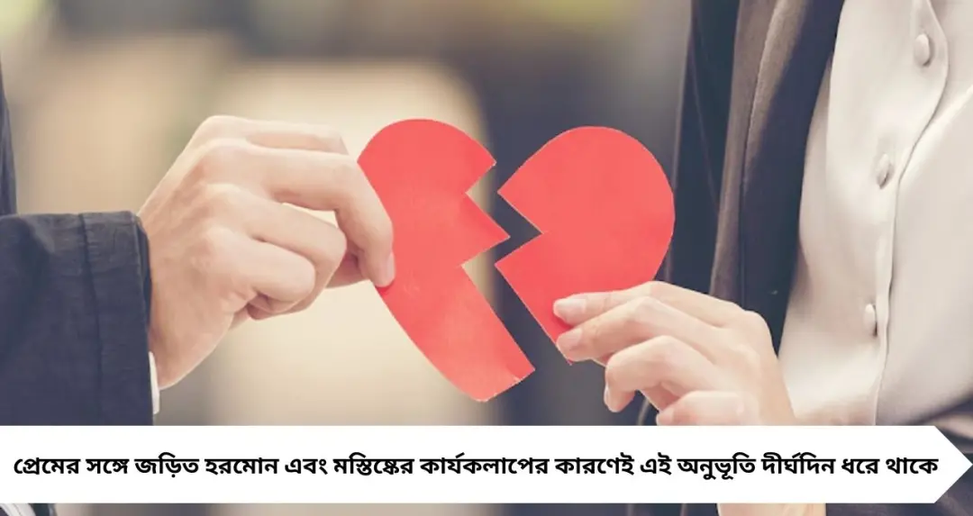 Love and Break-Up: বিচ্ছেদের পর প্রাক্তনকে ভুলতে কত সময় লাগে? গবেষণার ফল জানলে অবাক হবেন

