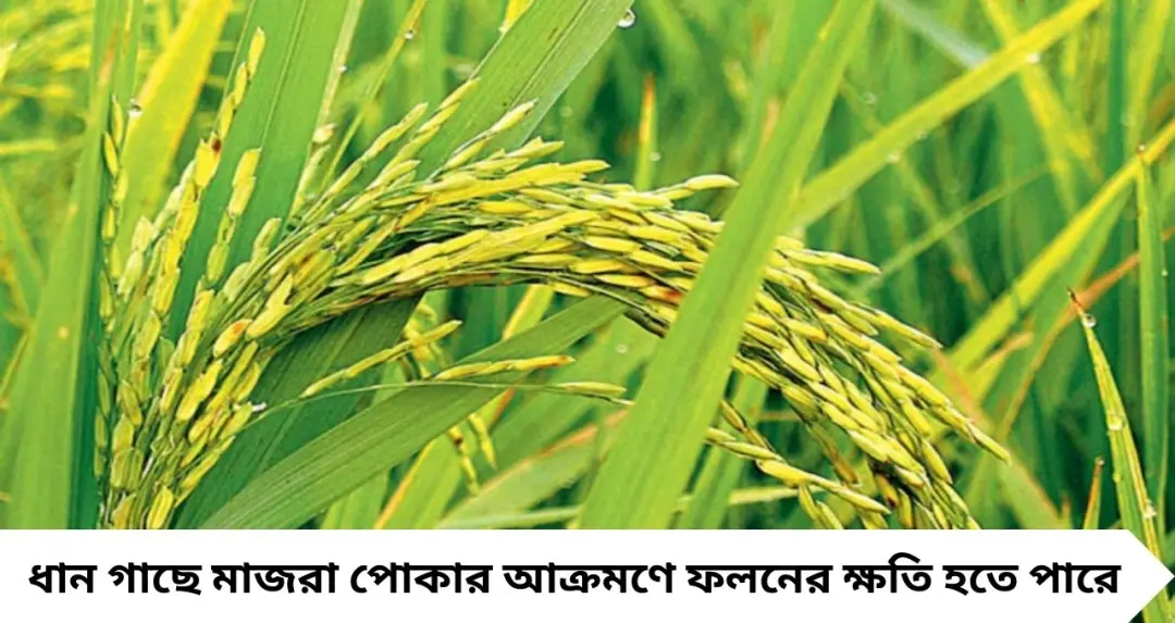 Rice Crop Mazra Poka: ধান গাছ শুকিয়ে যাচ্ছে? মাজরা পোকা দমনে কৃষি বিশেষজ্ঞদের সহজ টিপস, বাঁচবে ফলন
