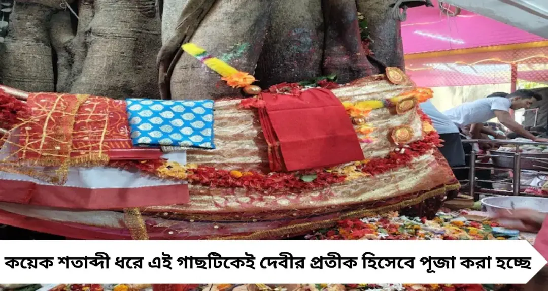 Nadia News: ৪০০ বছরের প্রাচীন বটবৃক্ষেই পূজিতা মা শীতলা! হবিবপুরে ১০ দিনের উৎসবে ৫ টন বাতাসা ছড়িয়ে মানত পূরণ
