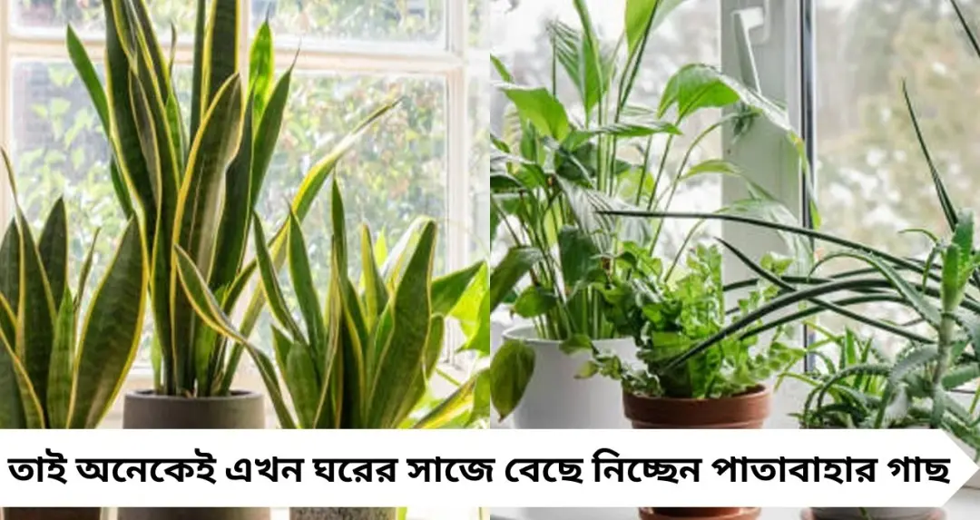 গরমে শরীরে আয়রনের ঘাটতি? ক্লান্তি দূর করতে নিয়মিত খান এই ৭ পুষ্টিকর খাবার