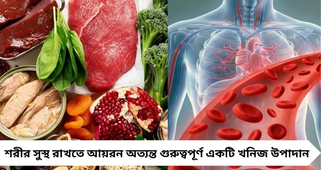 ডিম ছাড়াই প্রোটিনে ভরপুর জলখাবার! সকাল শুরু হোক সাতটি সহজ ও স্বাস্থ্যকর রেসিপিতে
