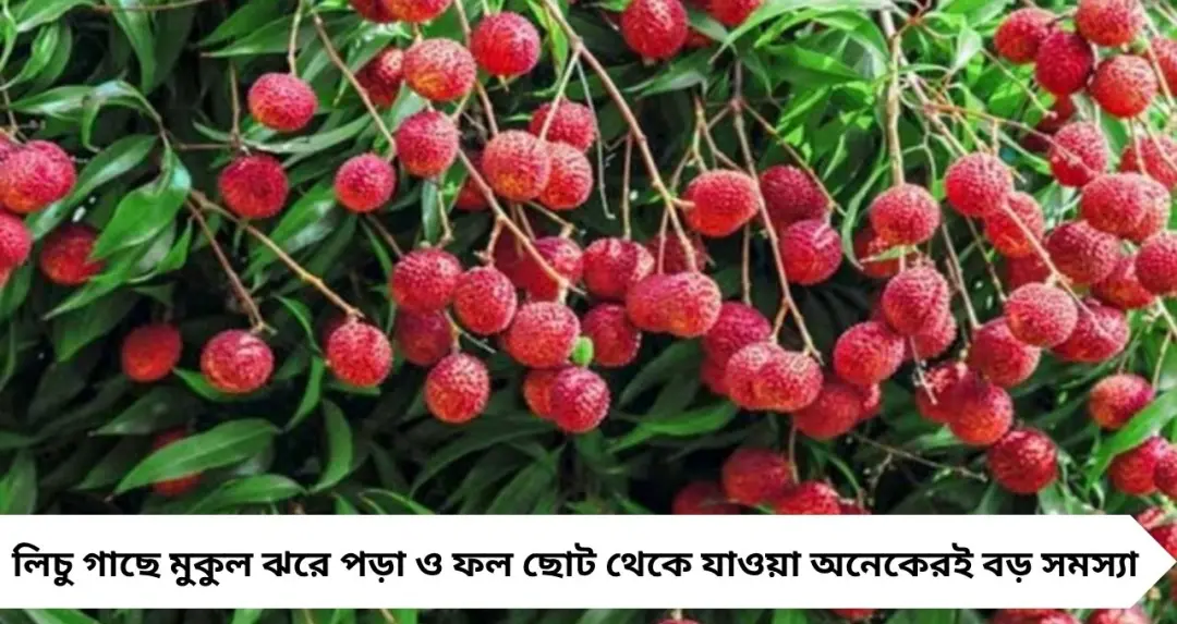Litchi Tree Care Tips: মুকুল ঝরছে? এই ৫ টিপস মানলেই লিচু গাছে ফল হবে দ্বিগুণ!

