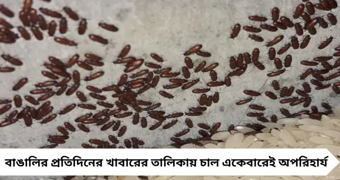 চালের হাঁড়িতে কালো পোকা? সহজ ৪ চাতুরিতে মুহূর্তে দূর করুন সমস্যার ঝামেলা
