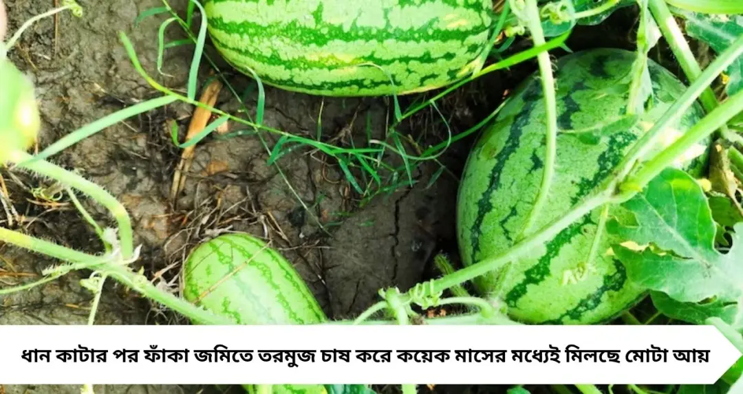 Profitable Farming: ধান কাটার পর তরমুজেই বাজিমাত! কম সময়ে মোটা আয়ের পথে পুরুলিয়ার চাষিরা
