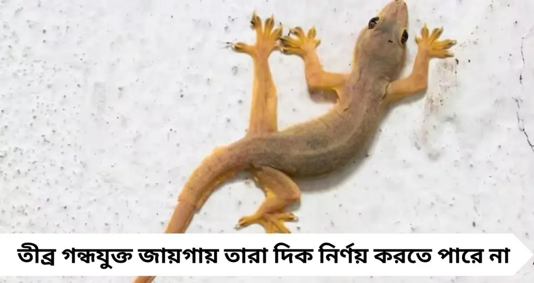 Lizards: টোটকা কাজ করছে না? মাত্র ১ টাকাতেই টিকটিকি তাড়ানোর সহজ উপায়
