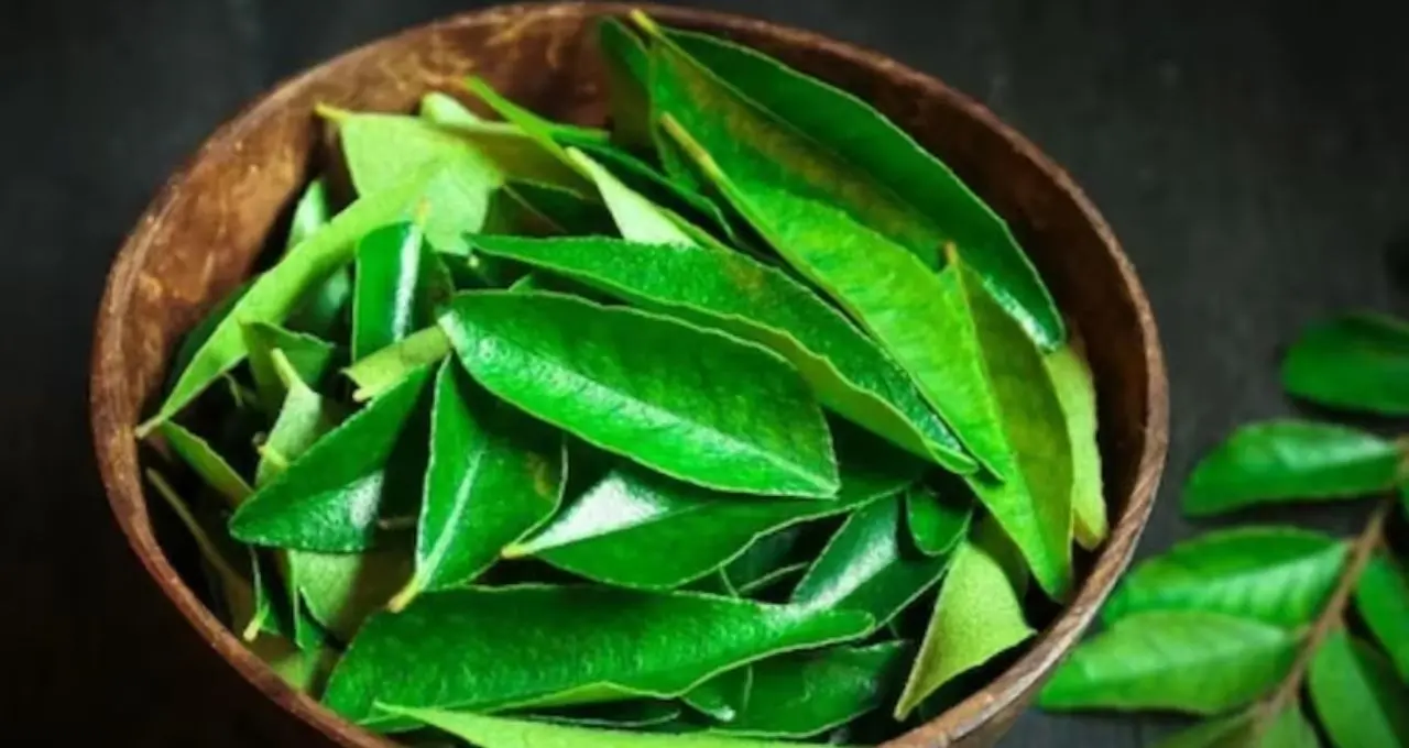 মাথায় টাক পড়ছে? কারিপাতা-ভিত্তিক ঘরোয়া টোনারেই সমাধান, ফিরতে পারে নতুন চুলের আশা