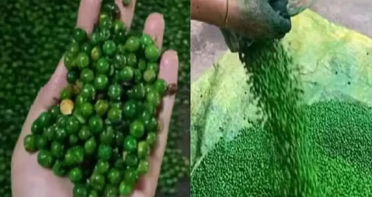 বাস-ট্রেনে বিক্রি হওয়া ‘সবুজ মটর’ আসলে কী? সত্য জানলে চমকে উঠবেন!
