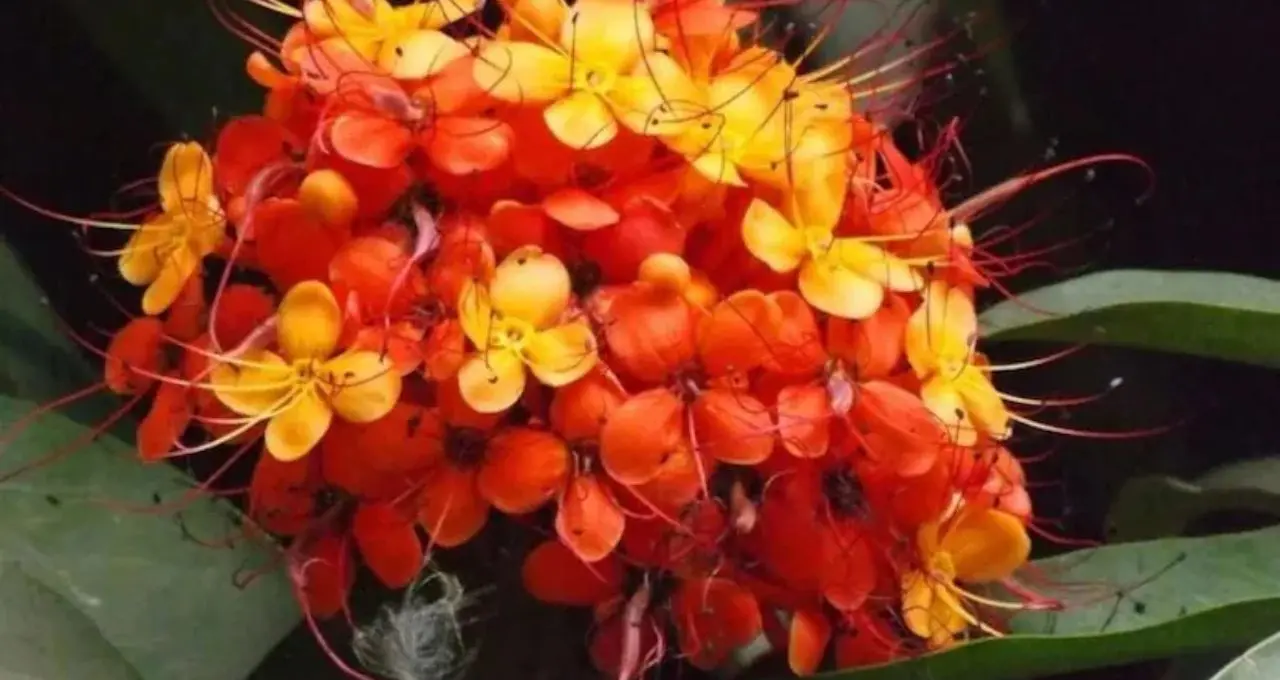 রাত পোহালেই অশোক ষষ্ঠী! পুণ্যতিথির সময় জেনে নিন, ব্রতে কী খাবেন আর কী একেবারেই নয়