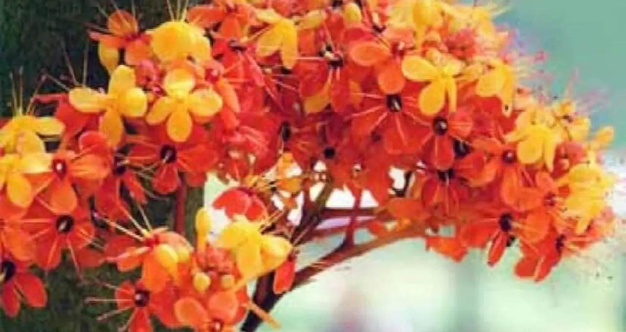 রাত পোহালেই অশোক ষষ্ঠী! পুণ্যতিথির সময় জেনে নিন, ব্রতে কী খাবেন আর কী একেবারেই নয়