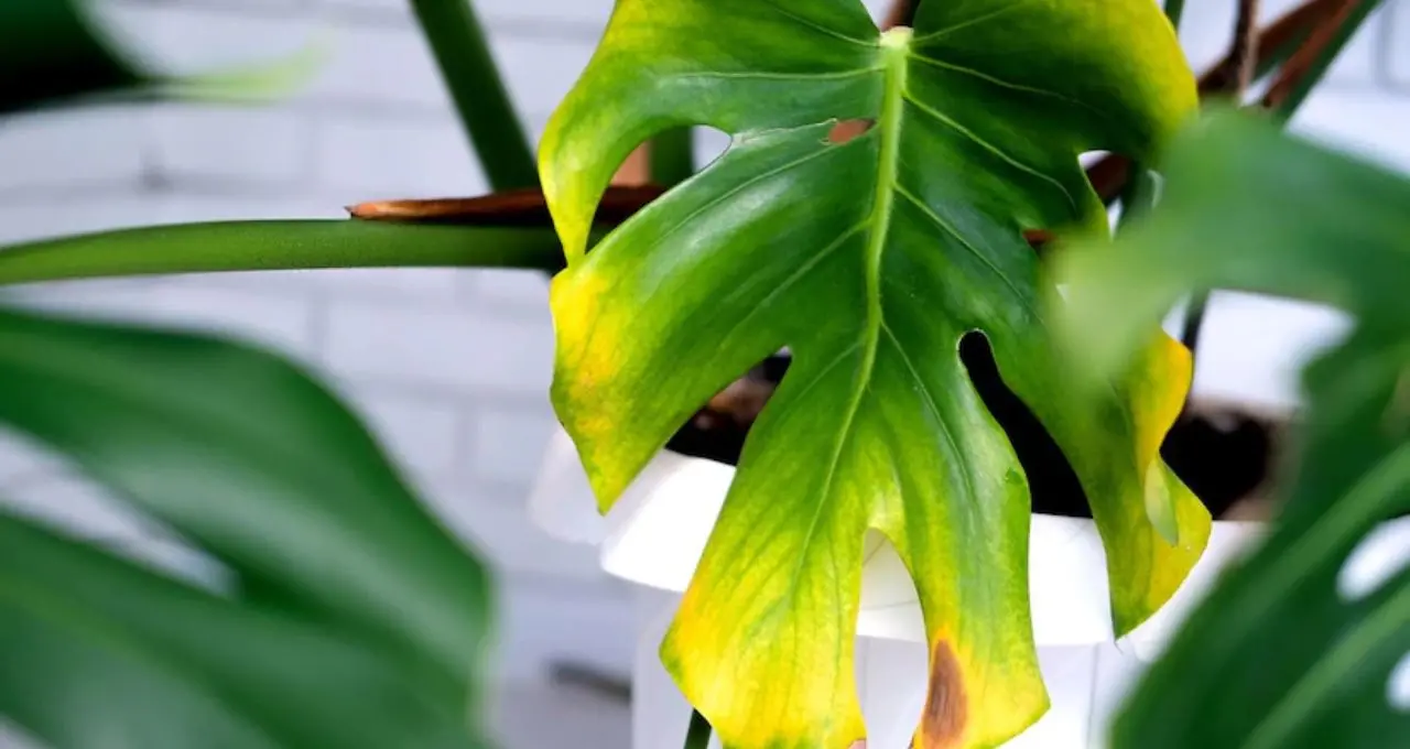 Gardening Tips: ১ লিটার জলে ১ চামচ—হলুদ পাতা থেকে ফের সবুজ! সস্তার এই ট্রিকে চাঙ্গা হবে বাগানের গাছ
