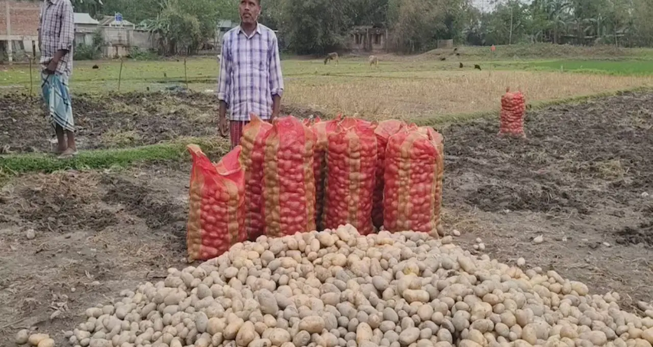 অতিবৃষ্টিতে আলুচাষে বড় ক্ষতি! ক্ষতিপূরণে সরকারের উদ্যোগ, জেলায় চালু ২৫টি হেল্প ডেস্ক
